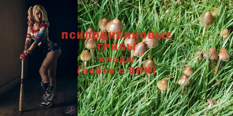 Галлюциногенные грибы Psilocybine cubensis  хочу наркоту  Копейск 