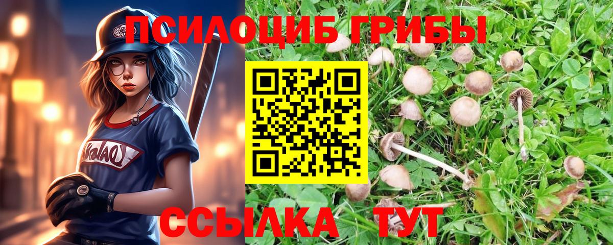 Псилоцибиновые грибы Psilocybine cubensis Копейск